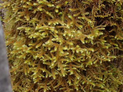 Antitrichia curtipendula, photographed by Randal