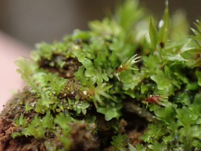 Diplophyllum obtusifolium, photographed by Randal