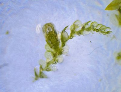 Lejeunea patens, photographed by Jonathan Hughes