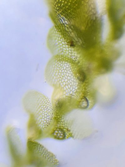Lejeunea patens, photographed by Jonathan Hughes