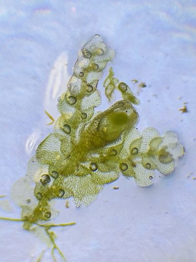 Lejeunea patens, photographed by Jonathan Hughes