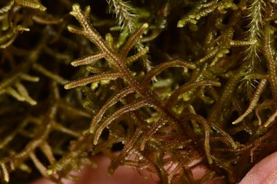 Porella navicularis, photographed by Braden J. Judson