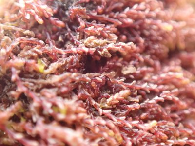 Solenostoma rubrum, photographed by Randal
