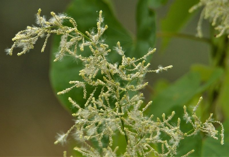 Iresine diffusa, photographed by Andrea Gantzer