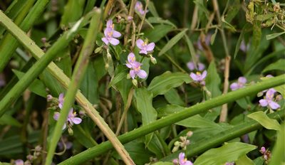 Tripogandra diuretica, photographed by Andrea Gantzer