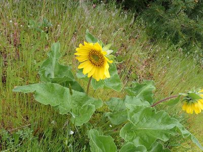 Balsamorhiza deltoidea, photographed by Randal