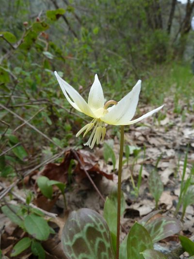 Erythronium multiscapideum, photographed by chrismo