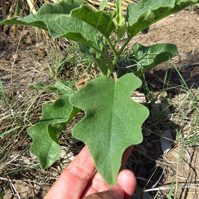 Solanum dimidiatum, photographed by Annika Lindqvist