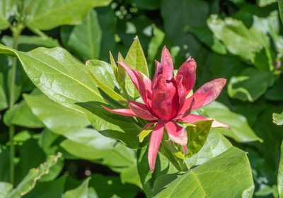 Calycanthus occidentalis, photographed by Don Loarie