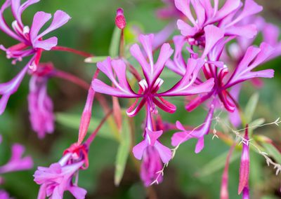 Clarkia concinna, photographed by Don Loarie