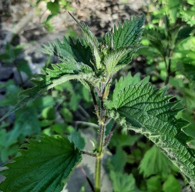 Urtica gracilis, photographed by Tyler Ekholm