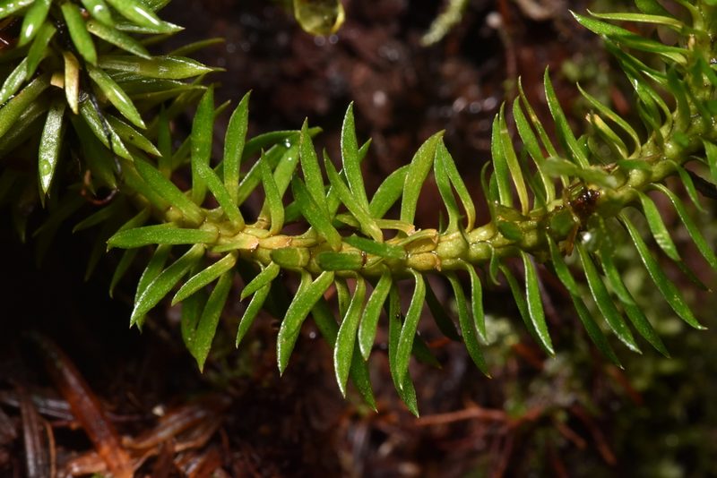 Huperzia occidentalis, photographed by Braden J. Judson