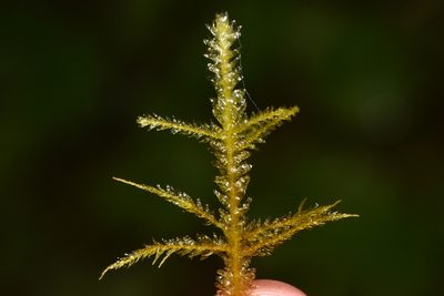 Metaneckera menziesii, photographed by Braden J. Judson