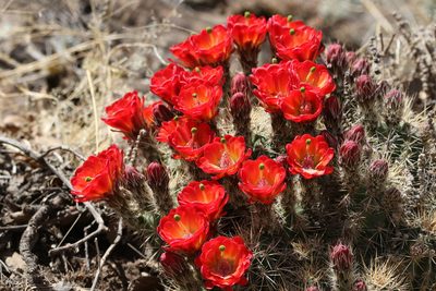 Echinocereus santaritensis, photographed by er-birds