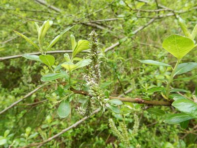 Salix sitchensis, photographed by Daval Davis