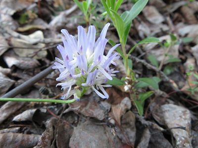 Astragalus laxmannii, photographed by dghjertaas