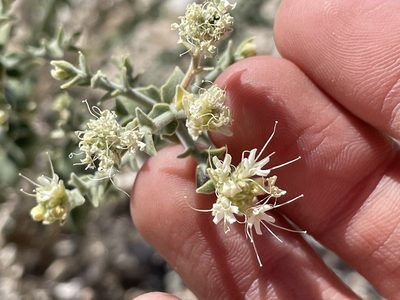 Petalonyx thurberi, photographed by Bobby McCabe