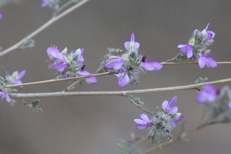 Dalea versicolor, photographed by er-birds