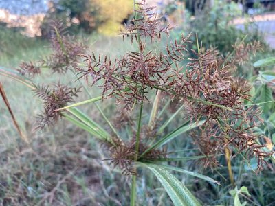 Cyperus distans, photographed by Chris Merck