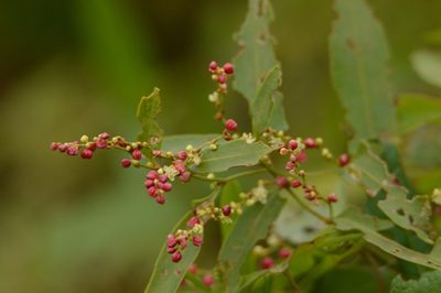Muehlenbeckia sagittifolia, photographed by Andrea Gantzer