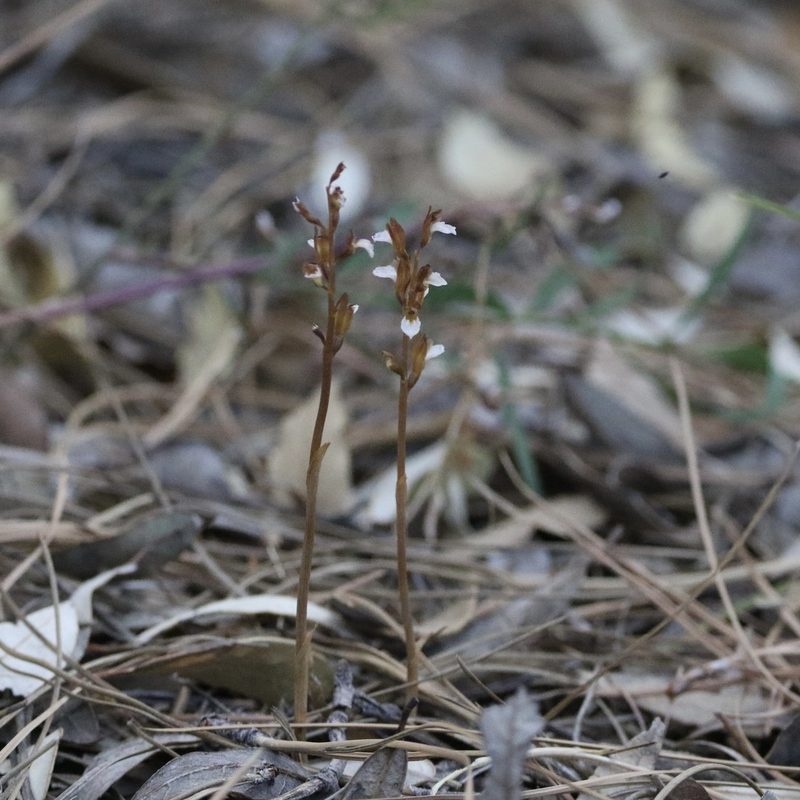Corallorhiza wisteriana, photographed by er-birds