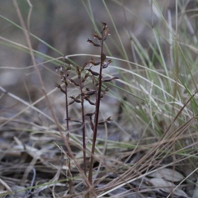 Corallorhiza wisteriana, photographed by er-birds