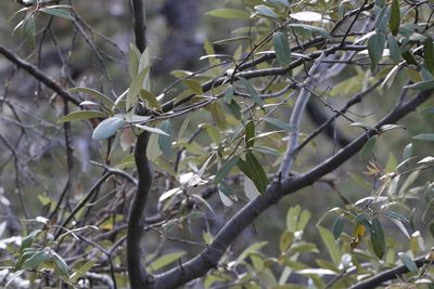 Quercus hypoleucoides, photographed by er-birds