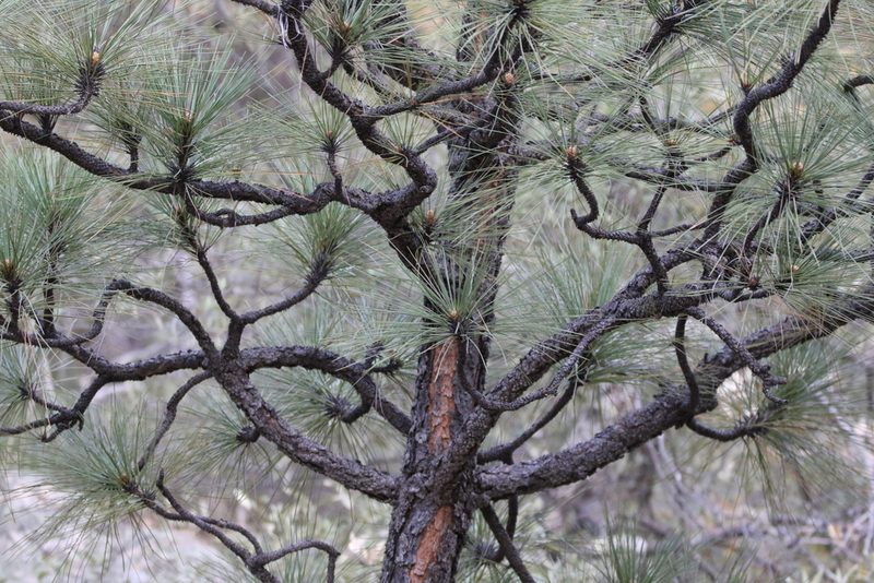 Pinus engelmannii, photographed by er-birds
