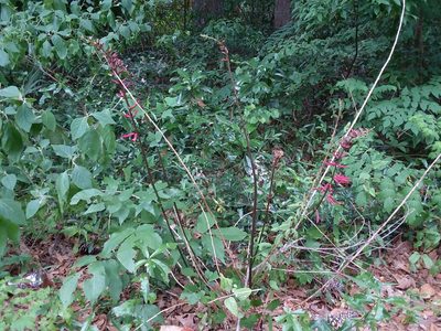 Erythrina herbacea, photographed by Nonbinary-Naturalist