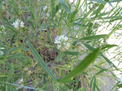 Ladeania lanceolata, photographed by dghjertaas