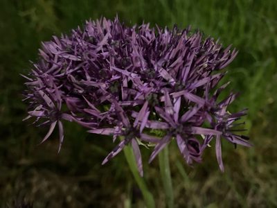 Allium cristophii, photographed by Nick Blewden