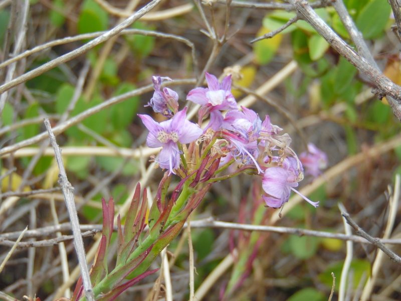 Alstroemeria revoluta, photographed by Duban Espinoza