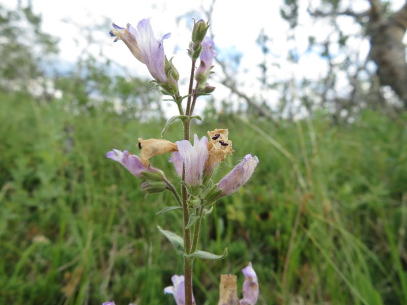 Penstemon gracilis, photographed by dghjertaas