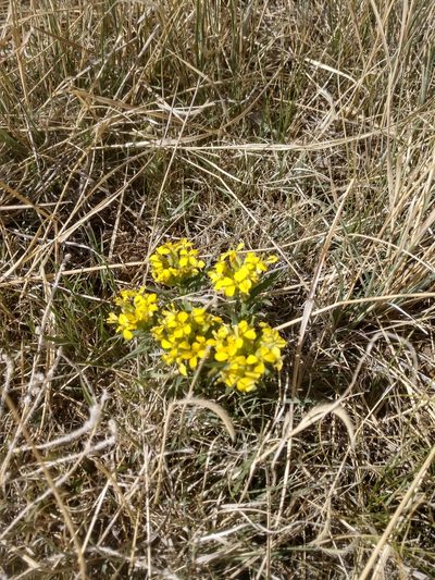 Erysimum asperum, photographed by Eric Watts