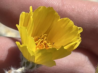 Geraea canescens, photographed by Bobby McCabe