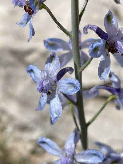 Delphinium parishii, photographed by Dee Shea Himes
