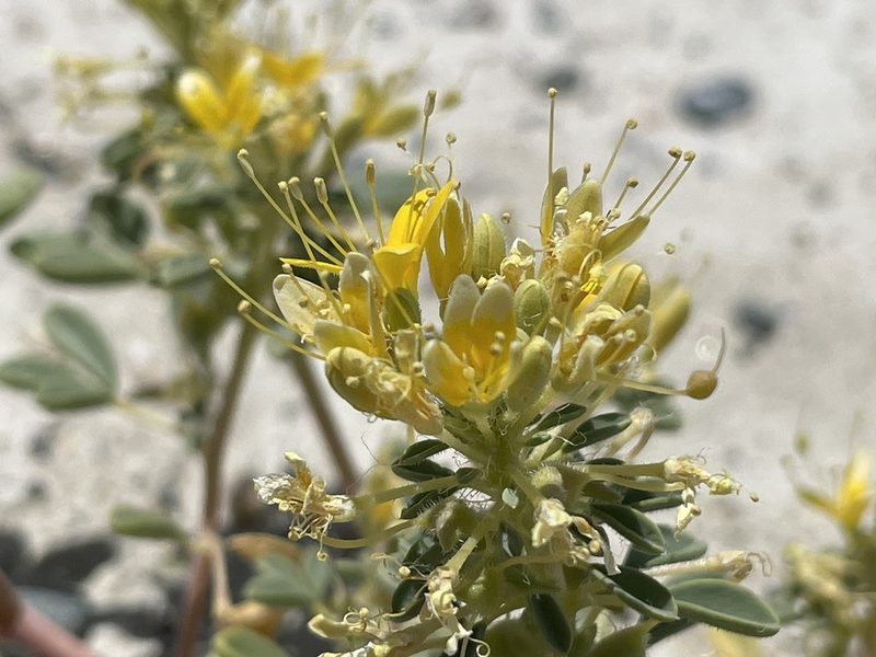 Cleomella obtusifolia, photographed by Bobby McCabe