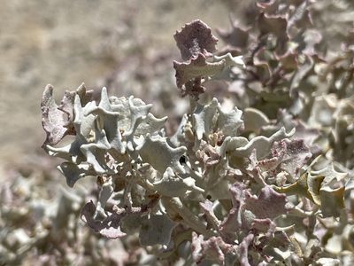 Atriplex hymenelytra, photographed by Bobby McCabe