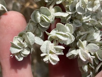 Atriplex confertifolia, photographed by Bobby McCabe