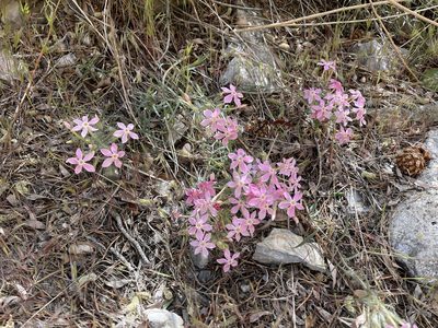 Phlox longifolia, photographed by Dee Shea Himes