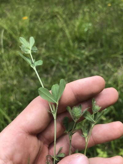 Trifolium lappaceum, photographed by John Kees