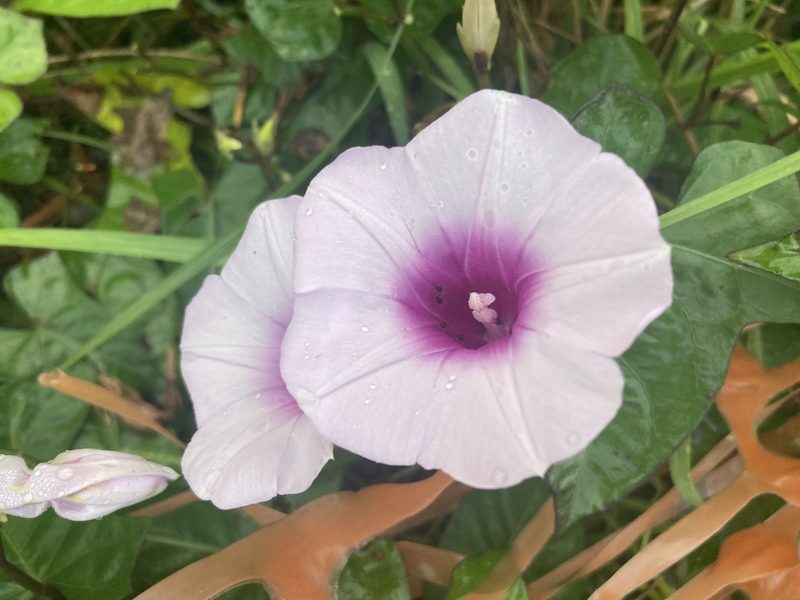 Ipomoea tiliacea, photographed by Chris Merck