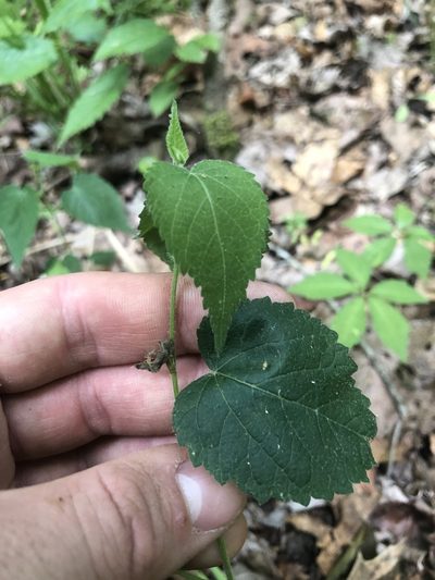 Tragia cordata, photographed by John Kees