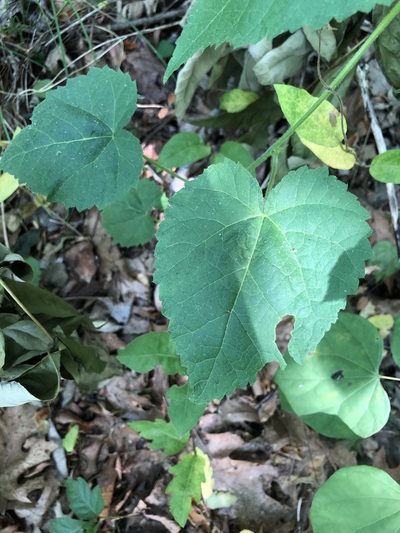 Tragia cordata, photographed by John Kees