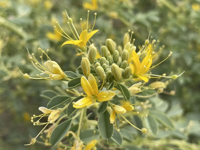 Cleomella obtusifolia, photographed by Bobby McCabe