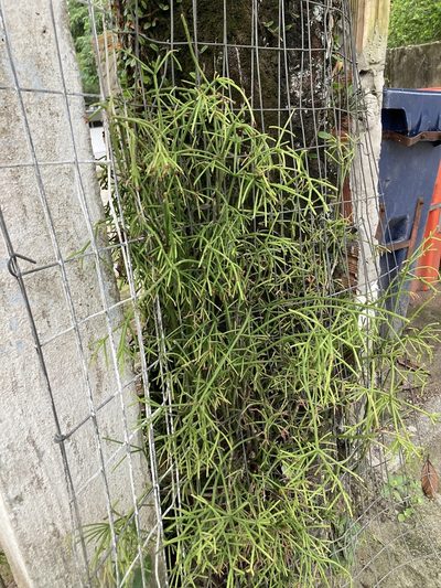 Rhipsalis teres, photographed by Chris Merck