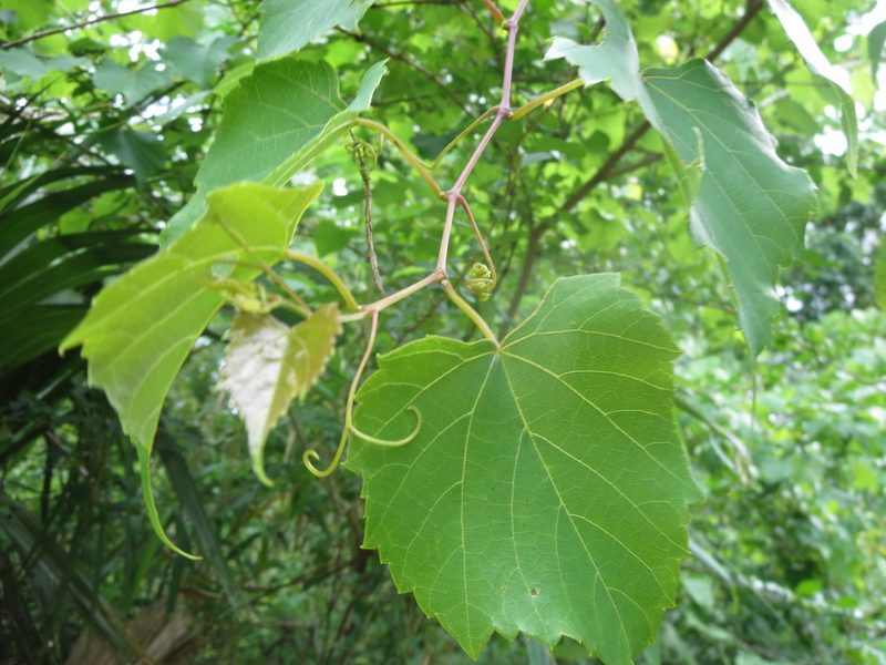 Vitis vulpina, photographed by Nonbinary-Naturalist