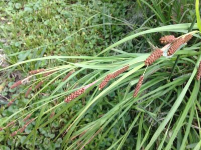 Carex shortiana, photographed by jerr17