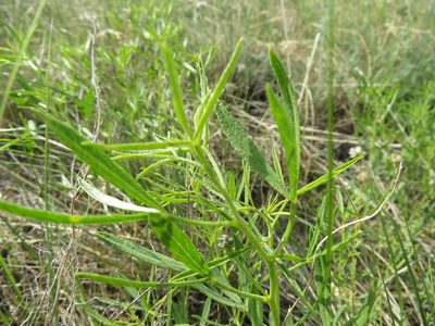 Ladeania lanceolata, photographed by dghjertaas