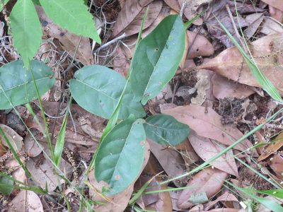 Bignonia capreolata, photographed by Nonbinary-Naturalist